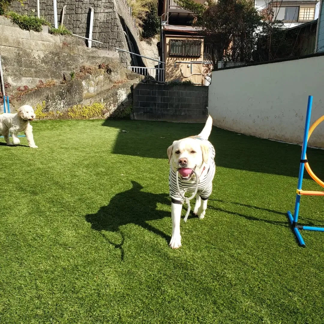 昨日の夜中に急にあられ？が降って朝ところどころに雪が残ってま...