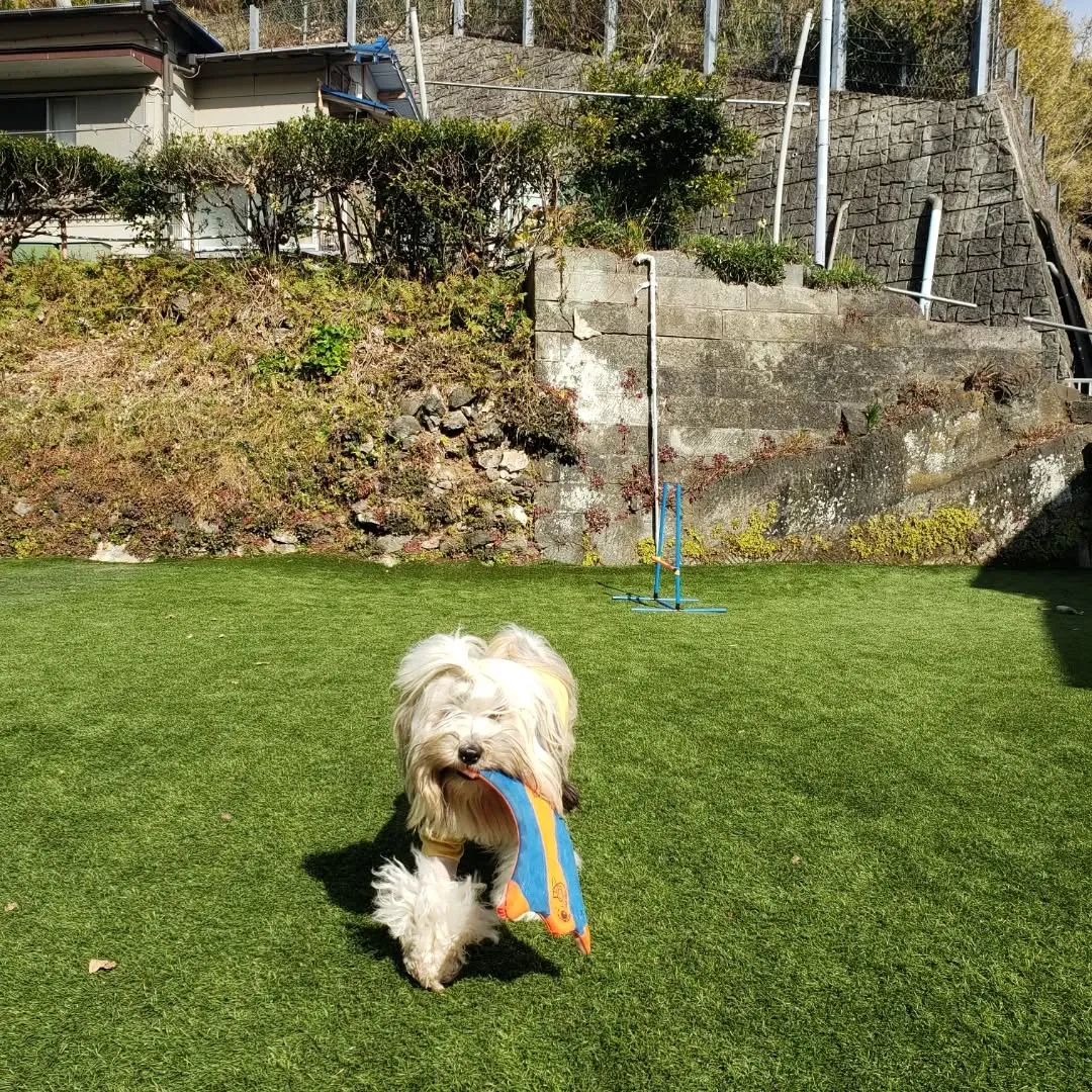 昨日の夜中に急にあられ？が降って朝ところどころに雪が残ってま...
