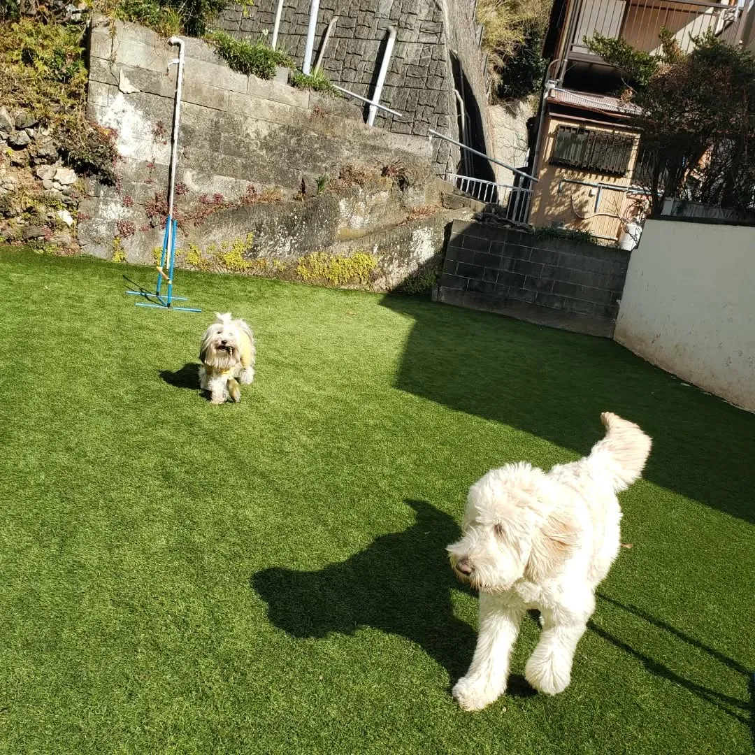 昨日の夜中に急にあられ？が降って朝ところどころに雪が残ってま...
