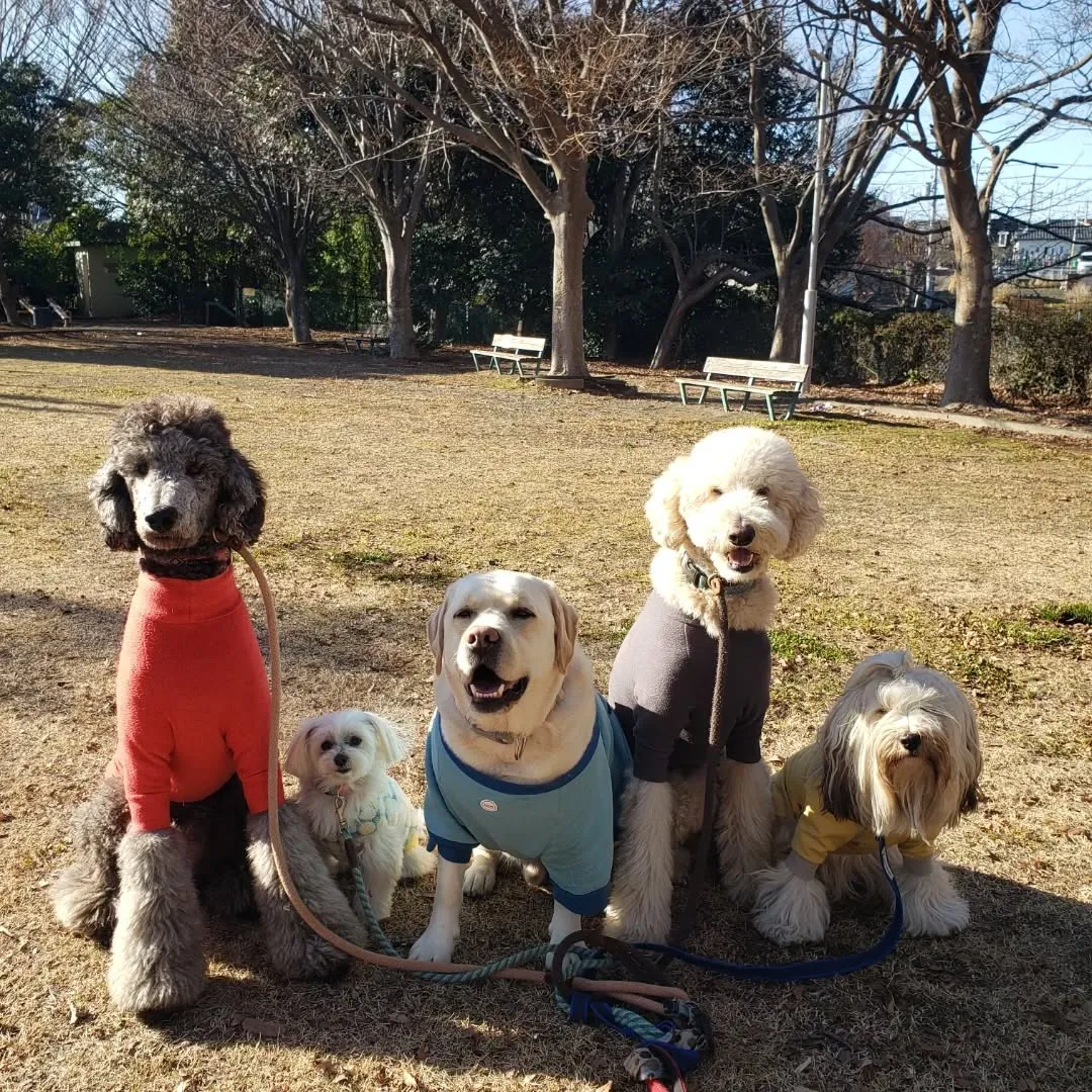 良いお天気で気持ちよくお散歩に行けました😊
