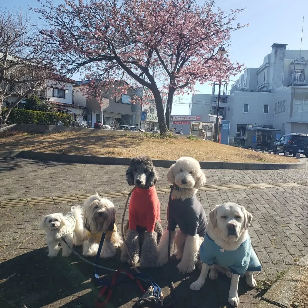 良いお天気で気持ちよくお散歩に行けました😊
