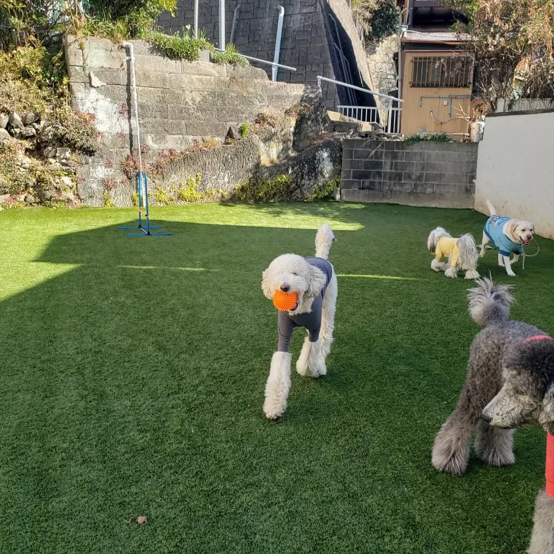 良いお天気で気持ちよくお散歩に行けました😊