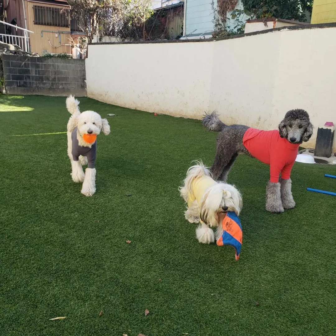 良いお天気で気持ちよくお散歩に行けました😊