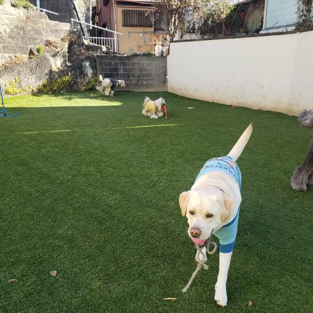 良いお天気で気持ちよくお散歩に行けました😊