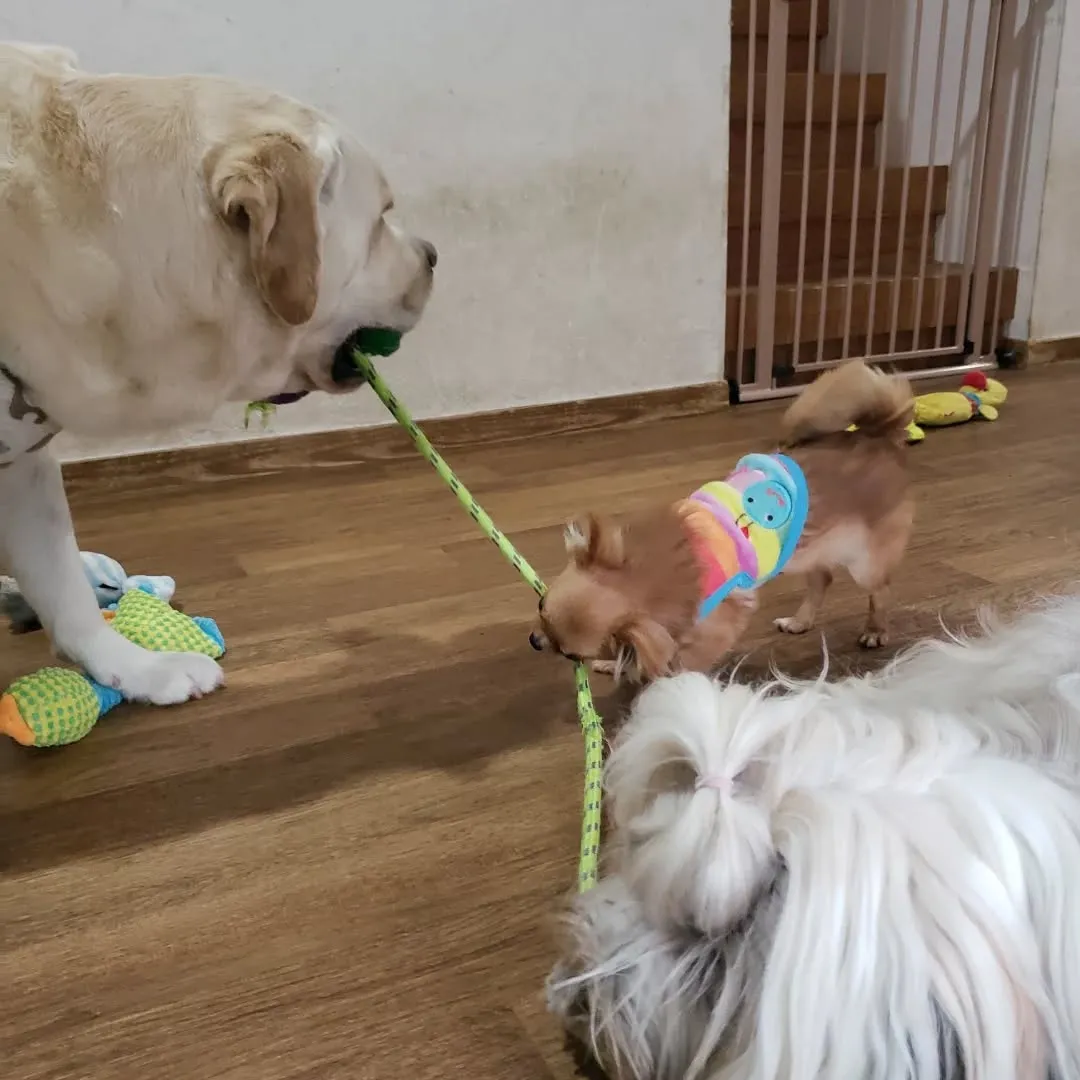 3ぴきで引っ張りっこ💓💓💓