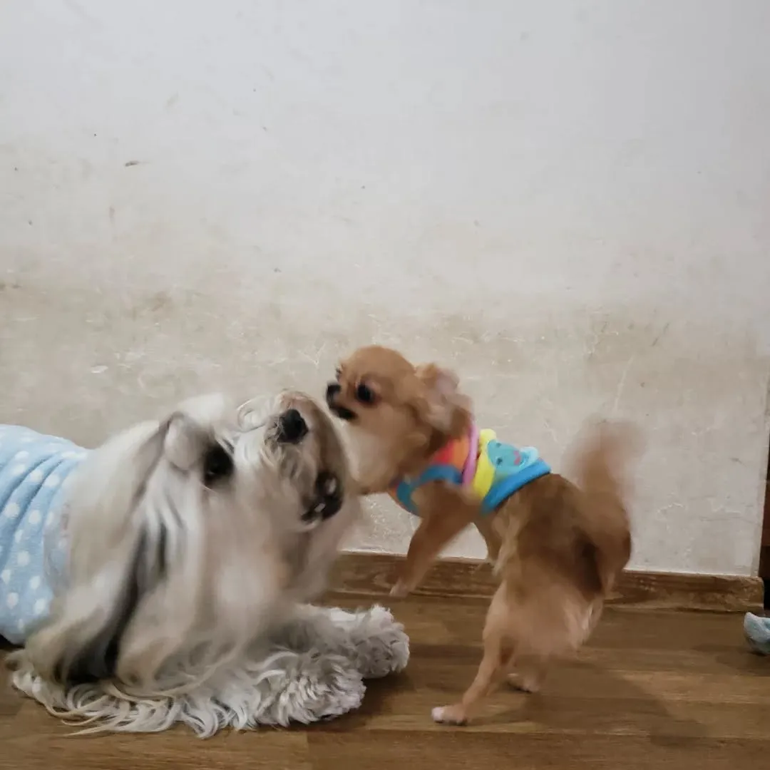 3ぴきで引っ張りっこ💓💓💓