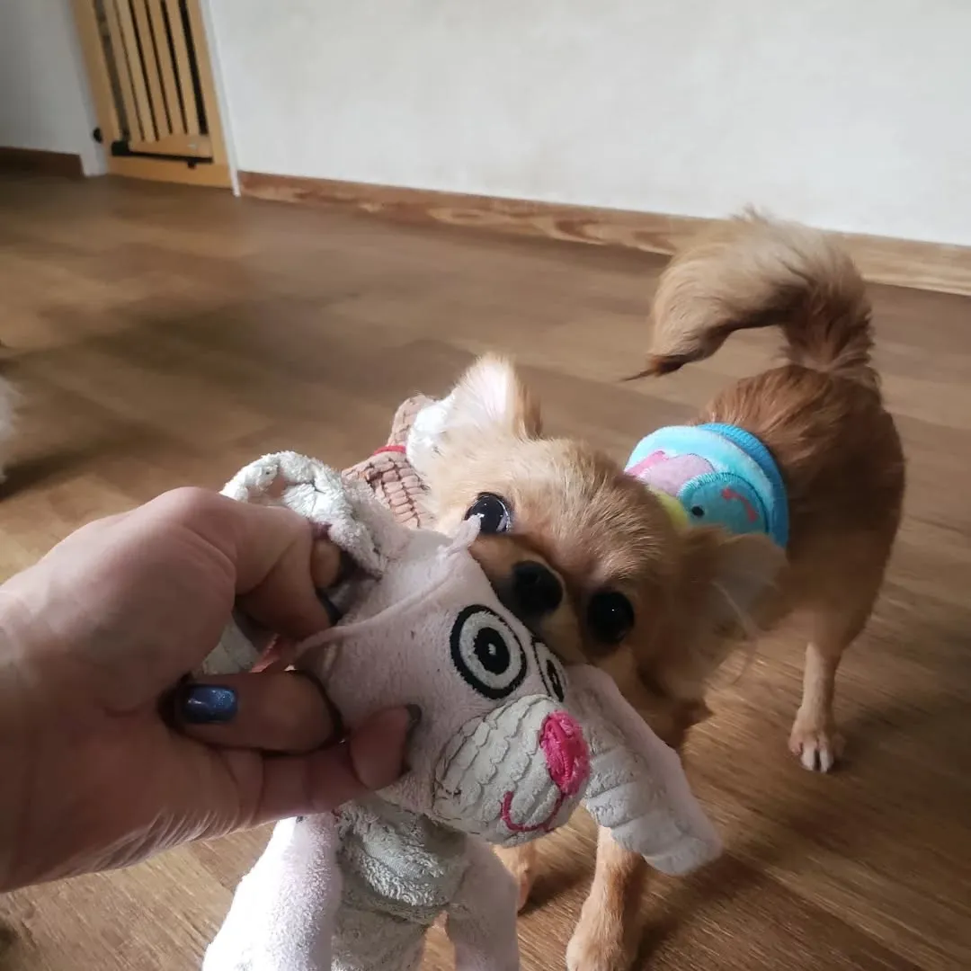 3ぴきで引っ張りっこ💓💓💓