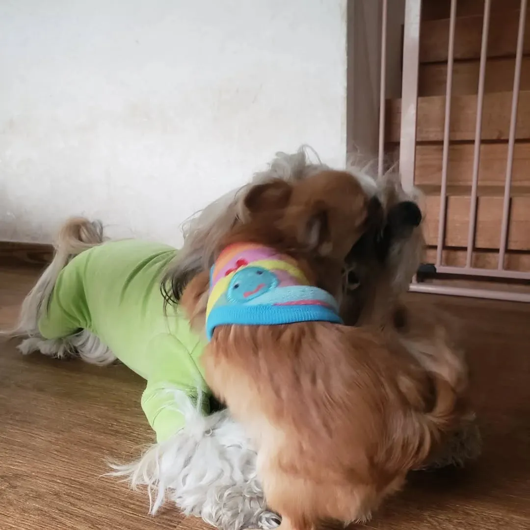 3ぴきで引っ張りっこ💓💓💓