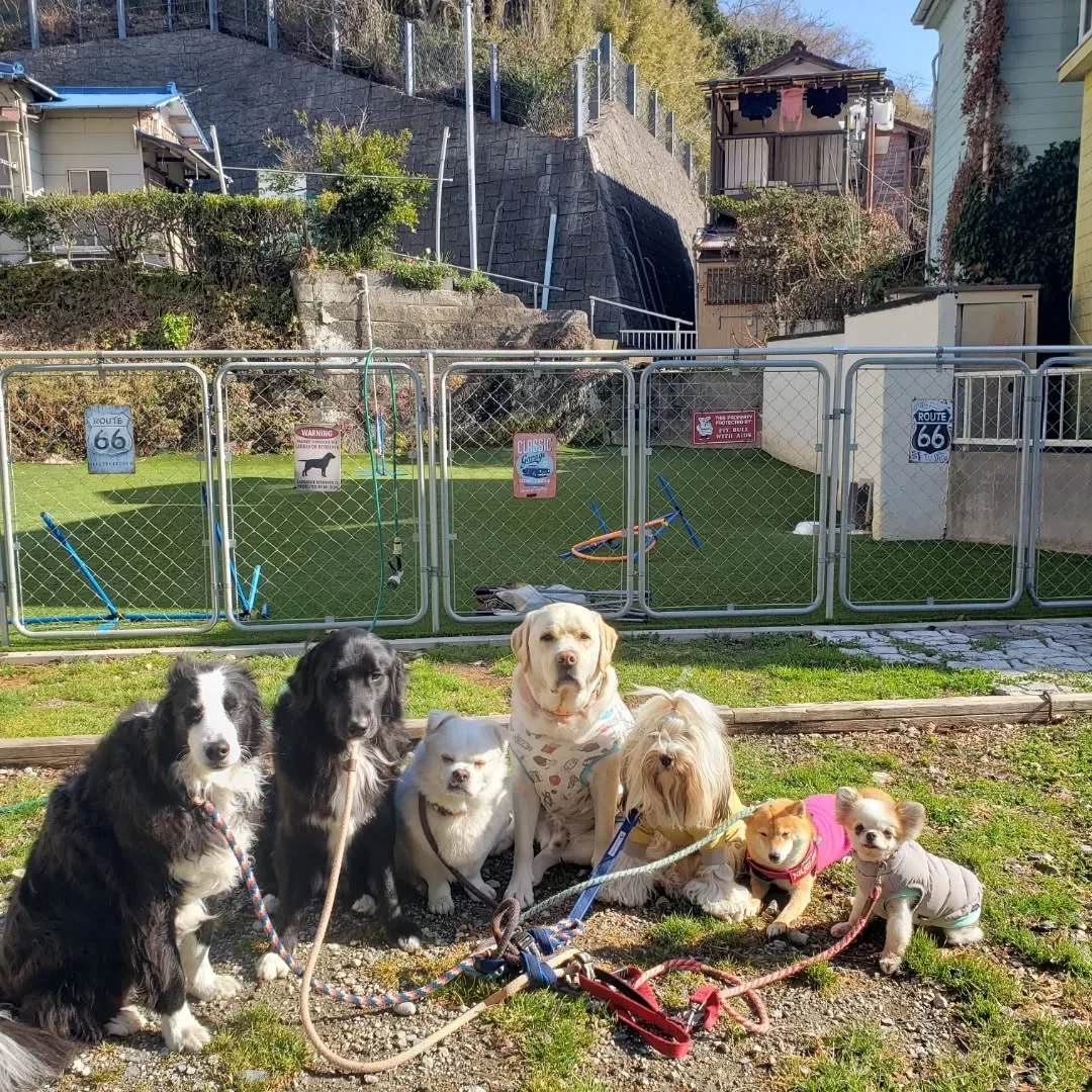 朝はみんなでお散歩へ行ってきました😊