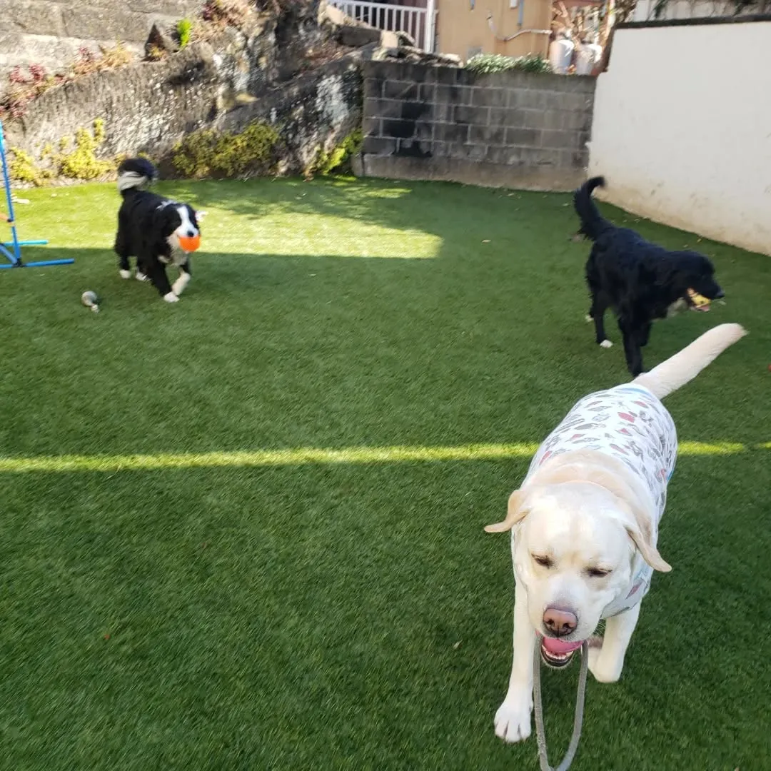 朝はみんなでお散歩へ行ってきました😊