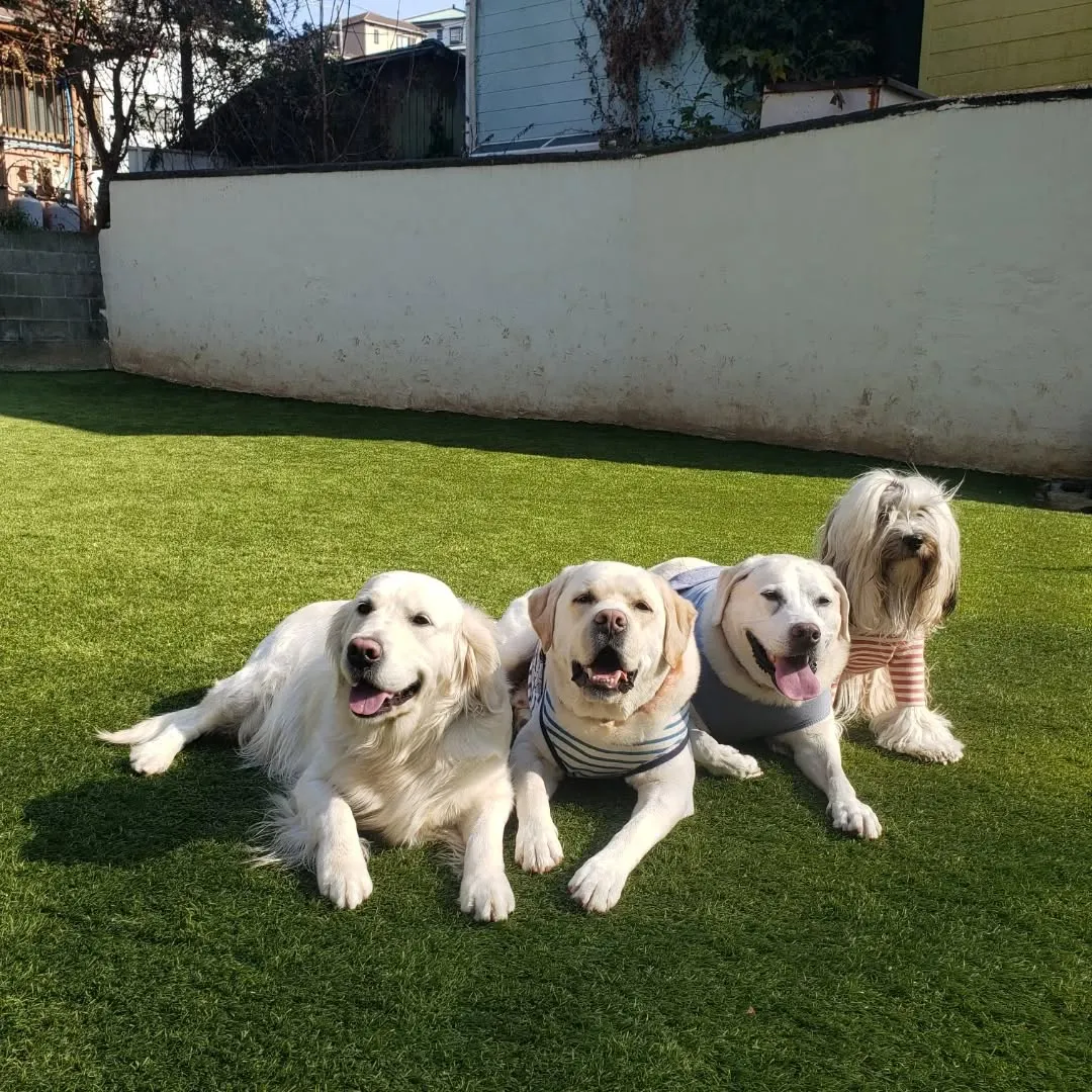 今日もたっぷり遊んだわんこさん♥️