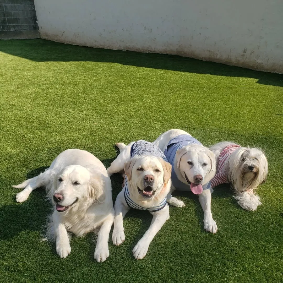 今日もたっぷり遊んだわんこさん♥️