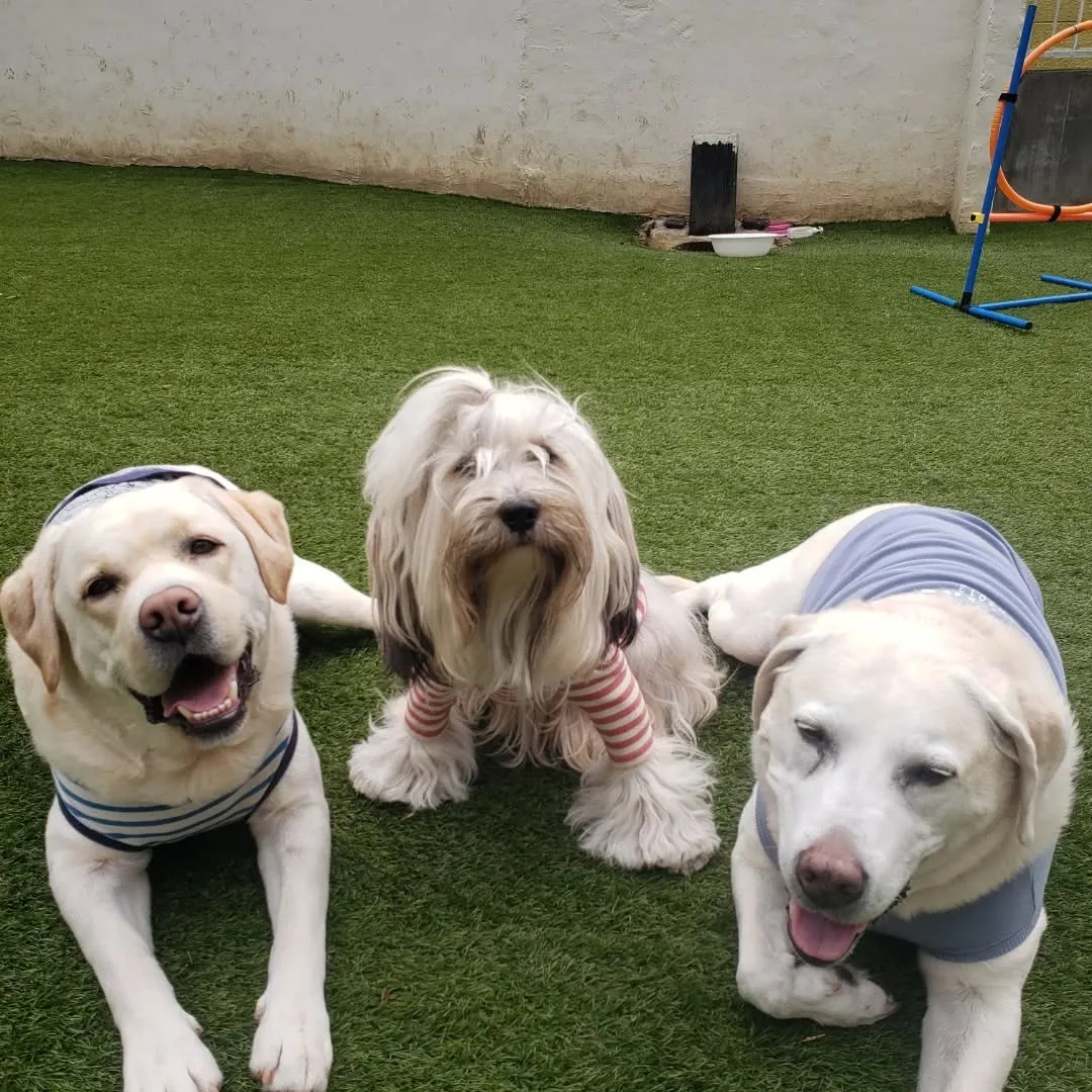 今日もたっぷり遊んだわんこさん♥️