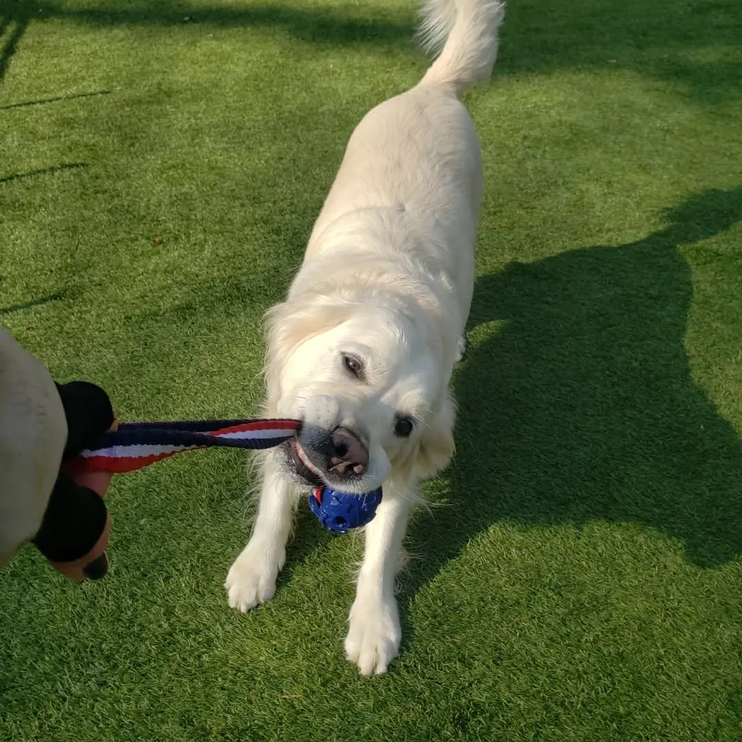 今日もたっぷり遊んだわんこさん♥️