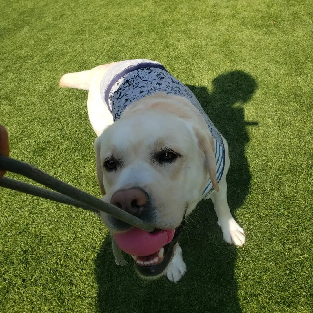 今日もたっぷり遊んだわんこさん♥️