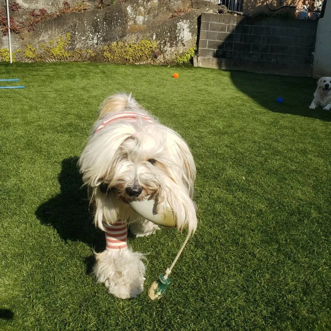 今日もたっぷり遊んだわんこさん♥️