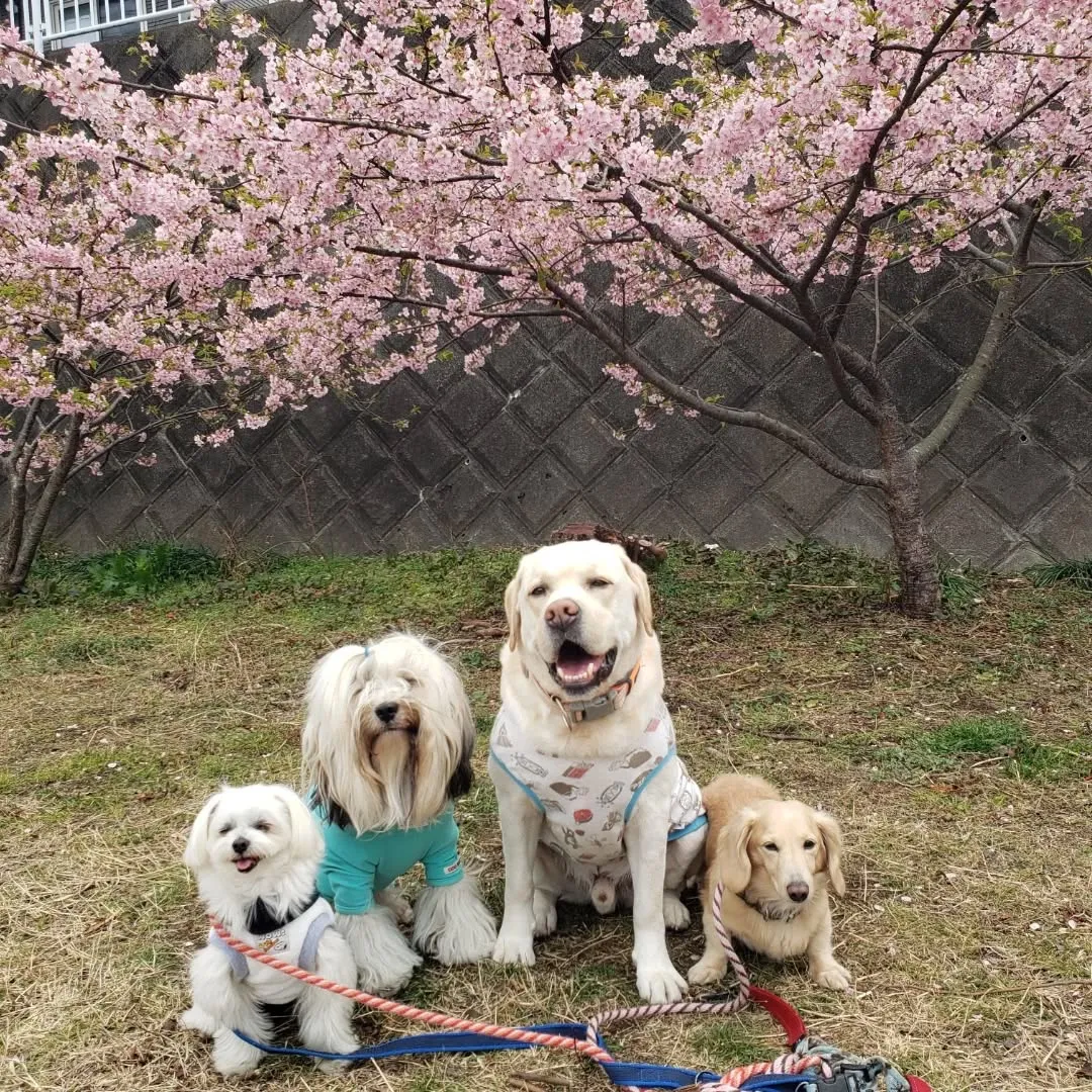 お空は曇り空ですが桜は満開でした😊