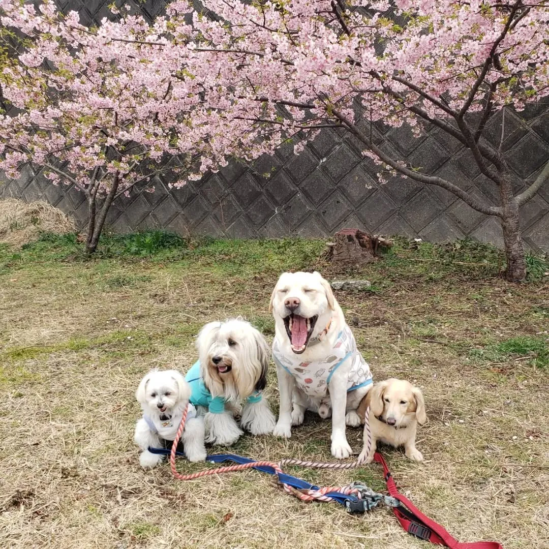 お空は曇り空ですが桜は満開でした😊