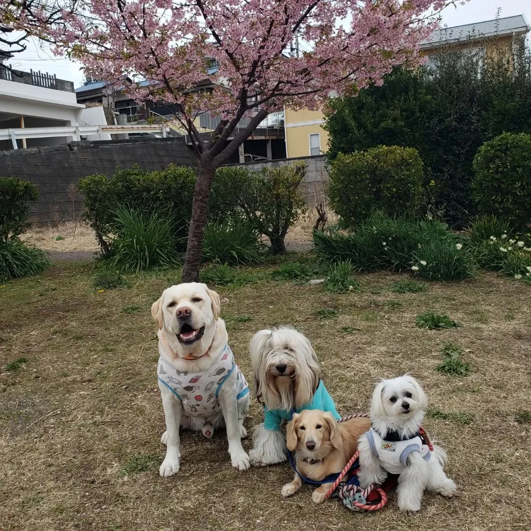 お空は曇り空ですが桜は満開でした😊