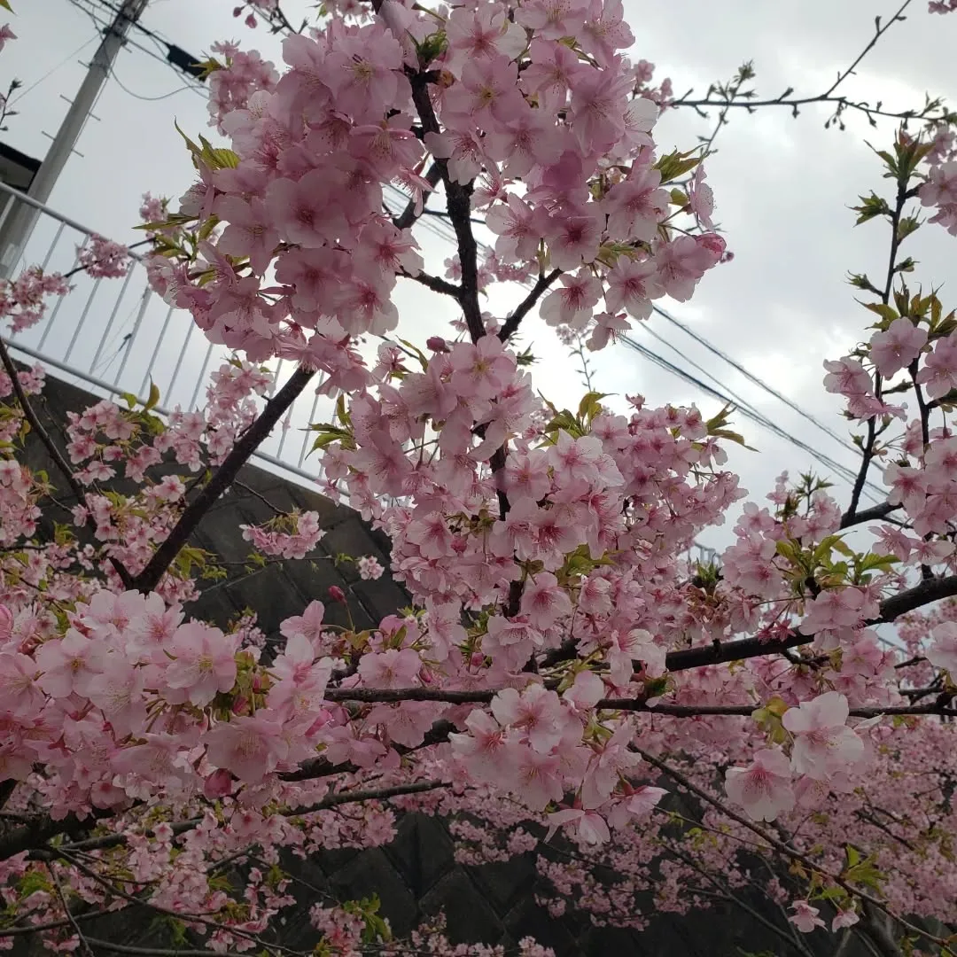 お空は曇り空ですが桜は満開でした😊