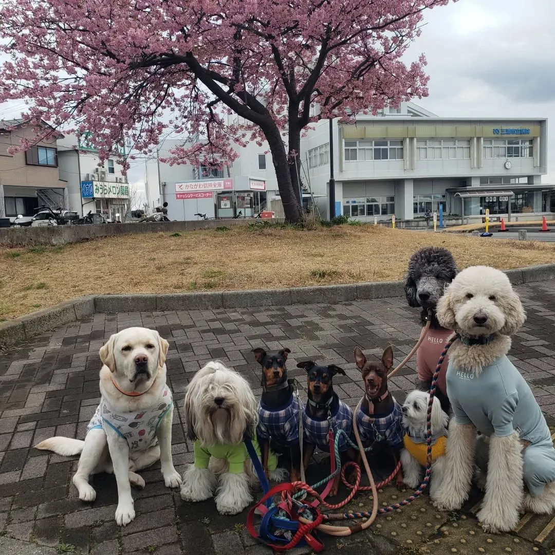 朝はみんなでお散歩へ🎵