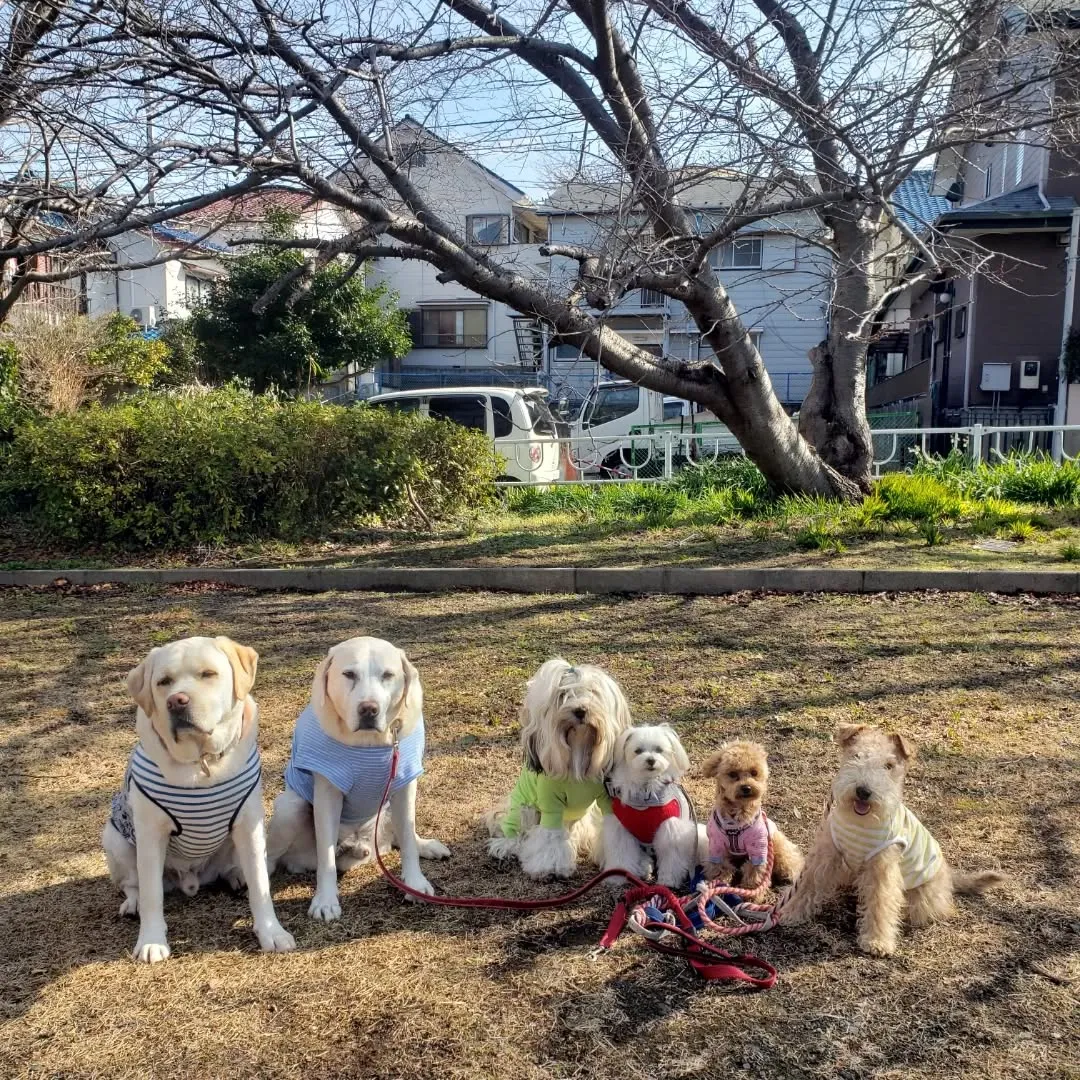 朝はみんなでお散歩へ🎵