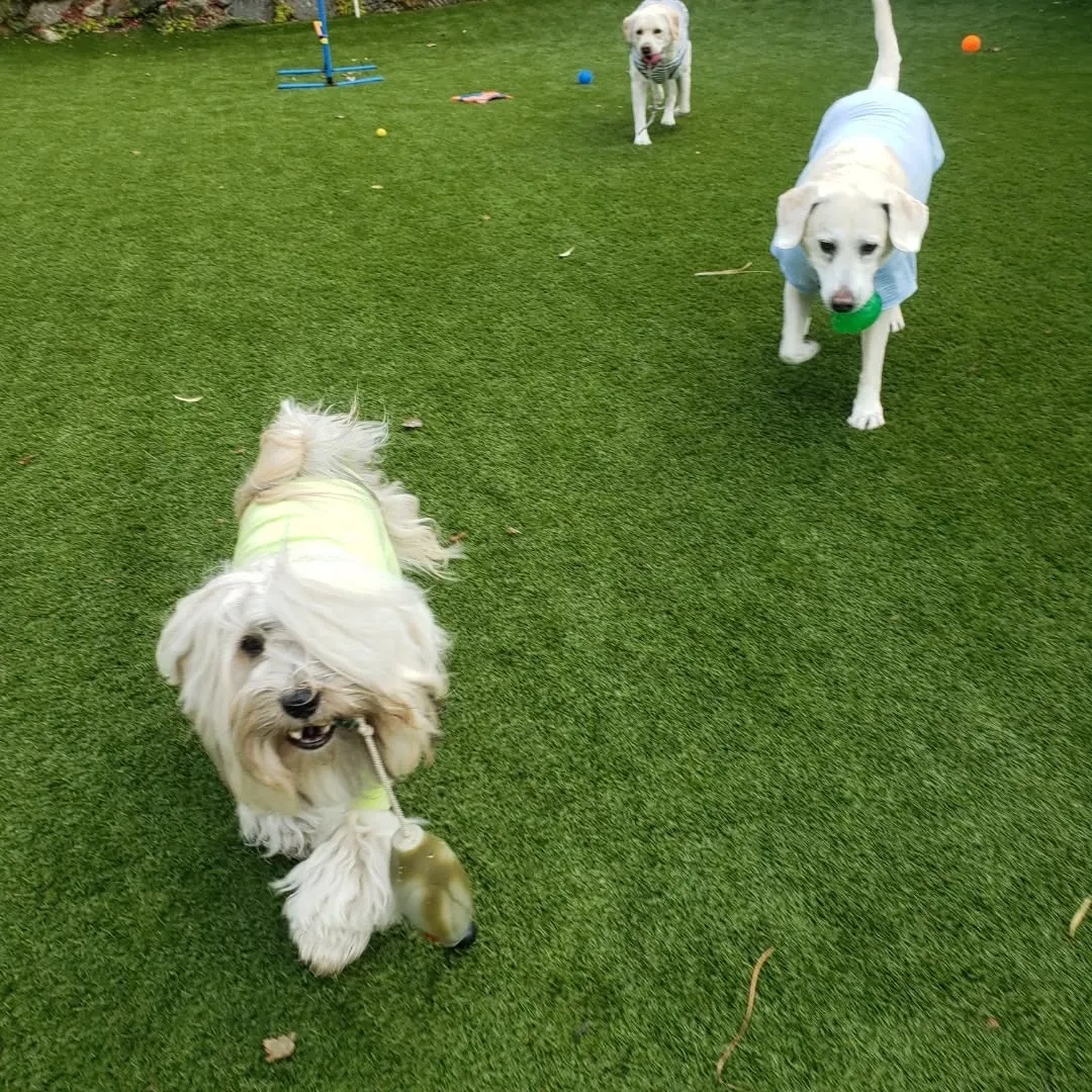 朝はみんなでお散歩へ🎵