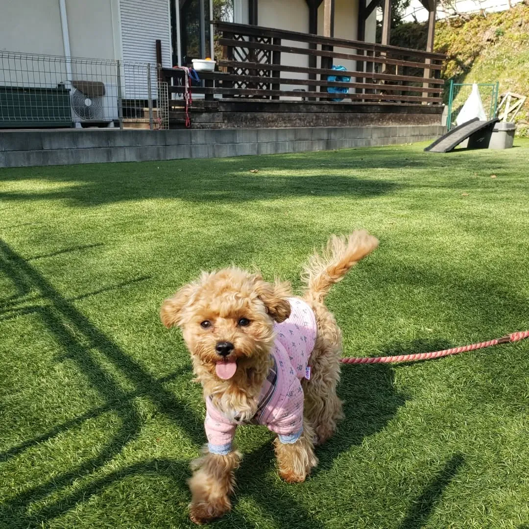 朝はみんなでお散歩へ🎵