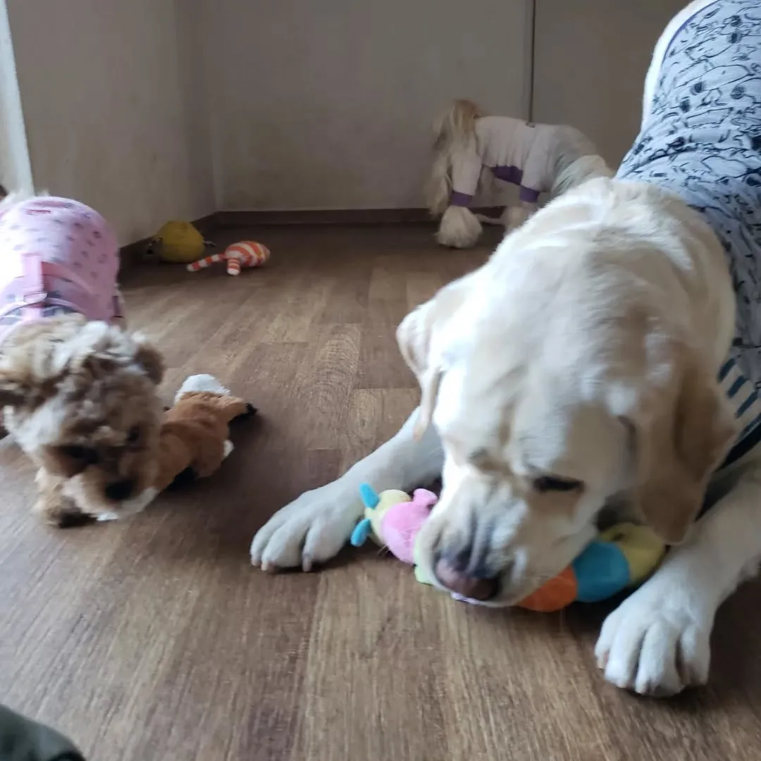お部屋で遊ぶわんこさん♥️