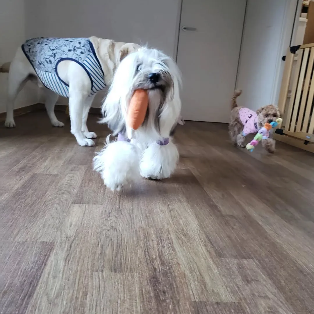 お部屋で遊ぶわんこさん♥️