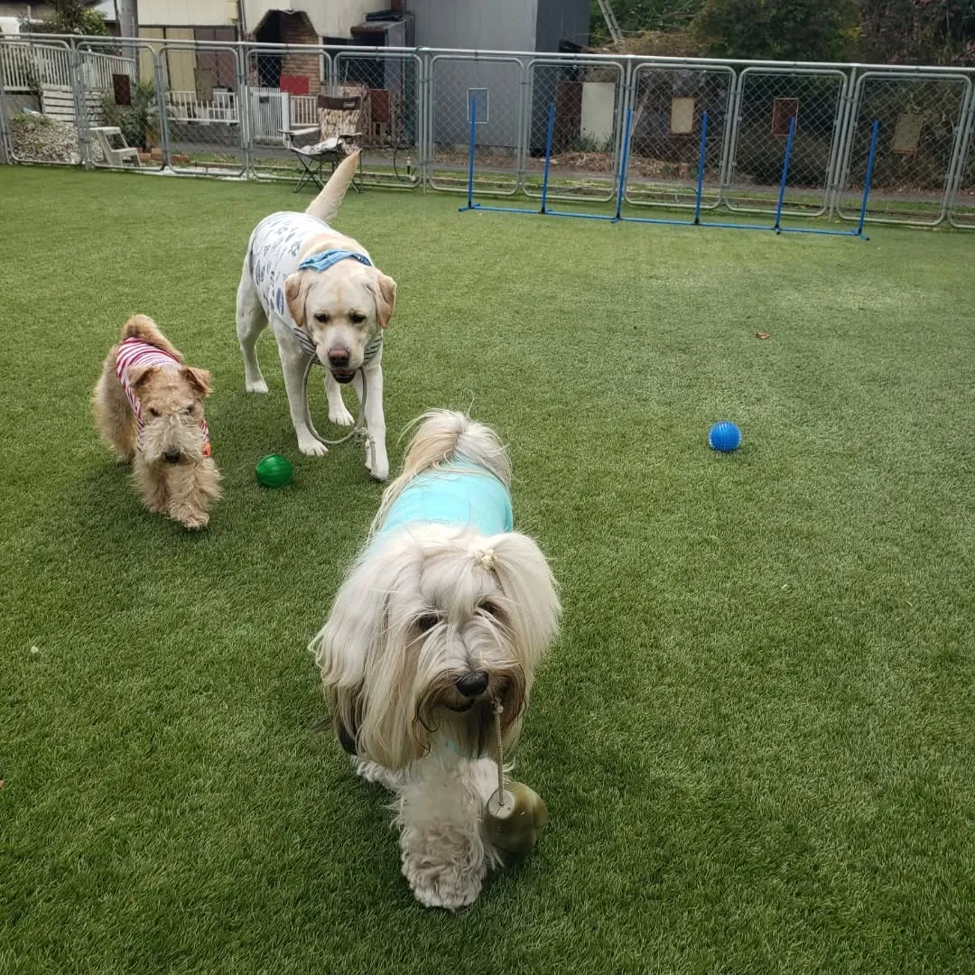 お散歩行ってランで遊ぶわんこさん♥️