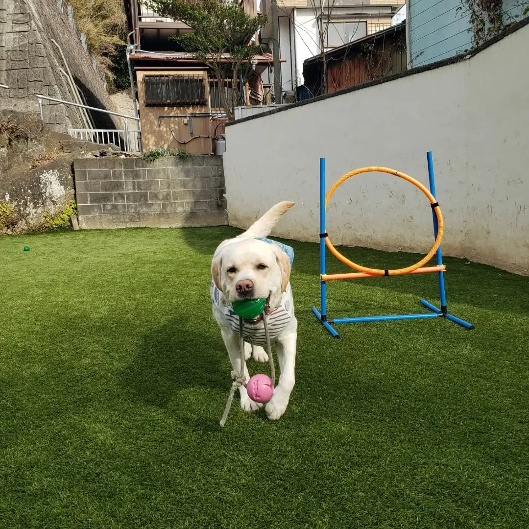 お散歩行ってランで遊ぶわんこさん♥️