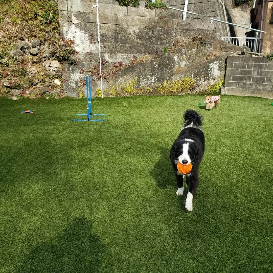 お散歩行ってランで遊ぶわんこさん♥️