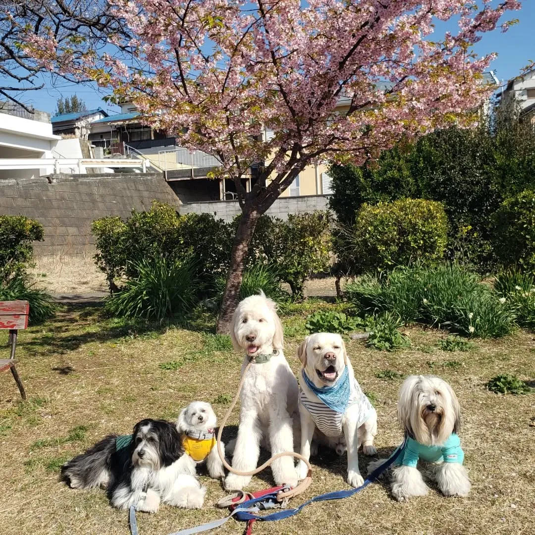 桜の前でパチリッ❗