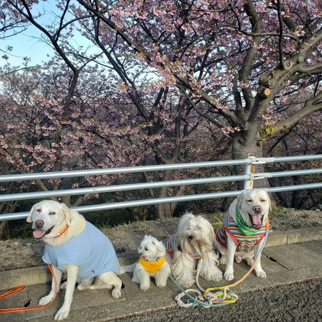 みんなで河津桜行ってきました😊