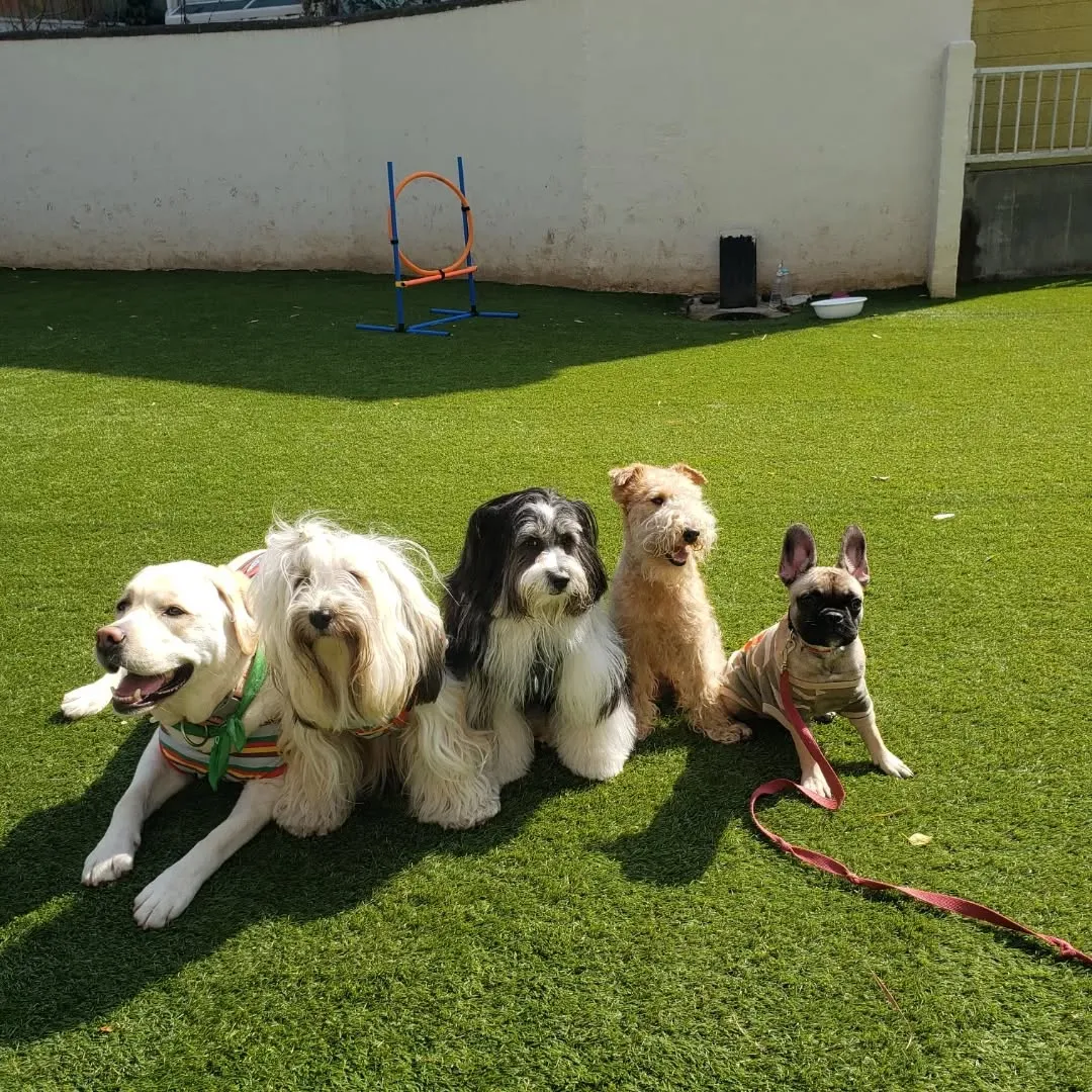 パピーレッスンに来てくれたフレブルの花ちゃん❤️