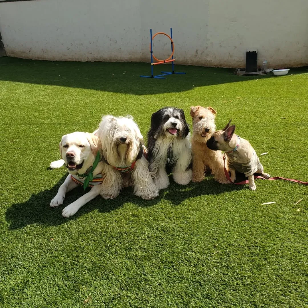 パピーレッスンに来てくれたフレブルの花ちゃん❤️