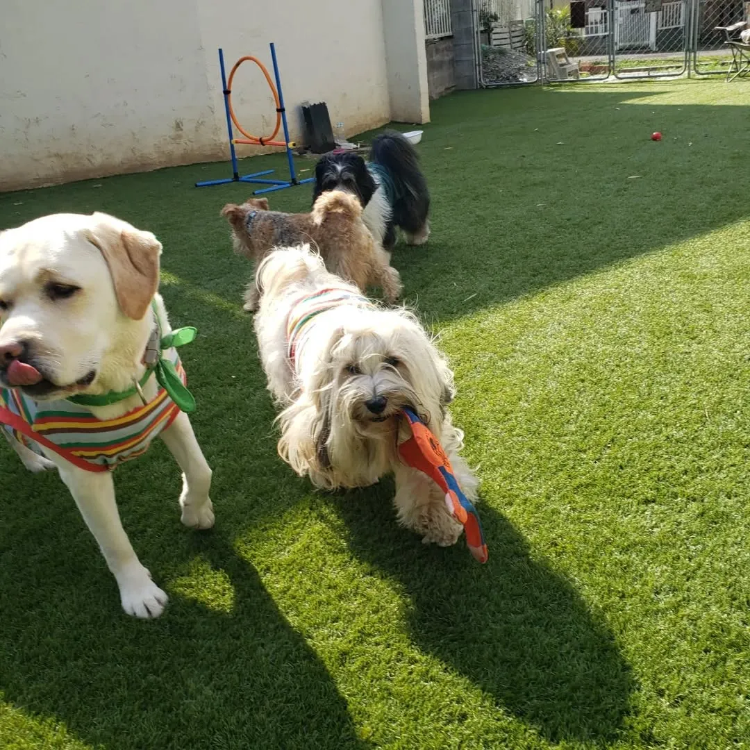 パピーレッスンに来てくれたフレブルの花ちゃん❤️
