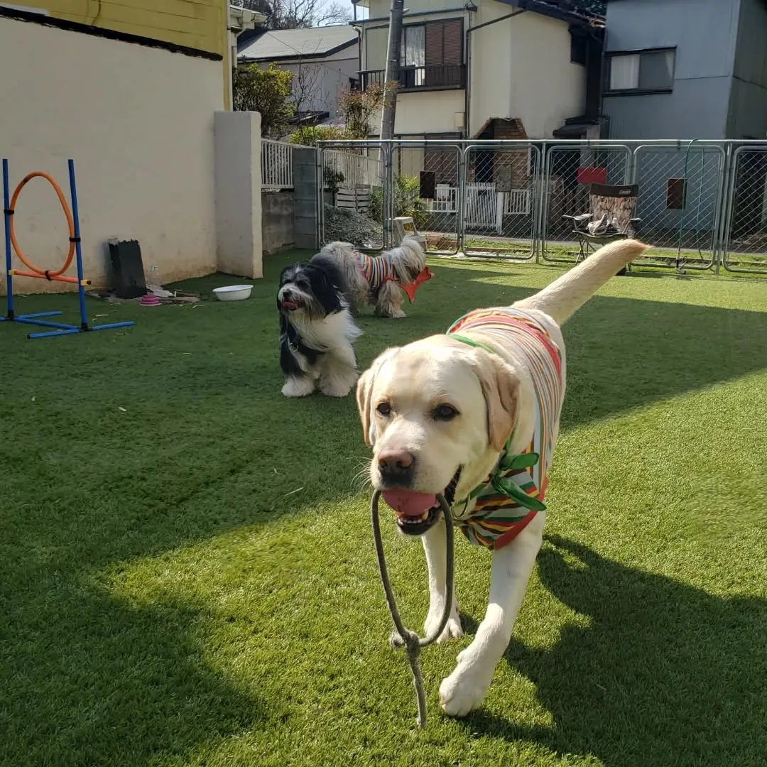 パピーレッスンに来てくれたフレブルの花ちゃん❤️