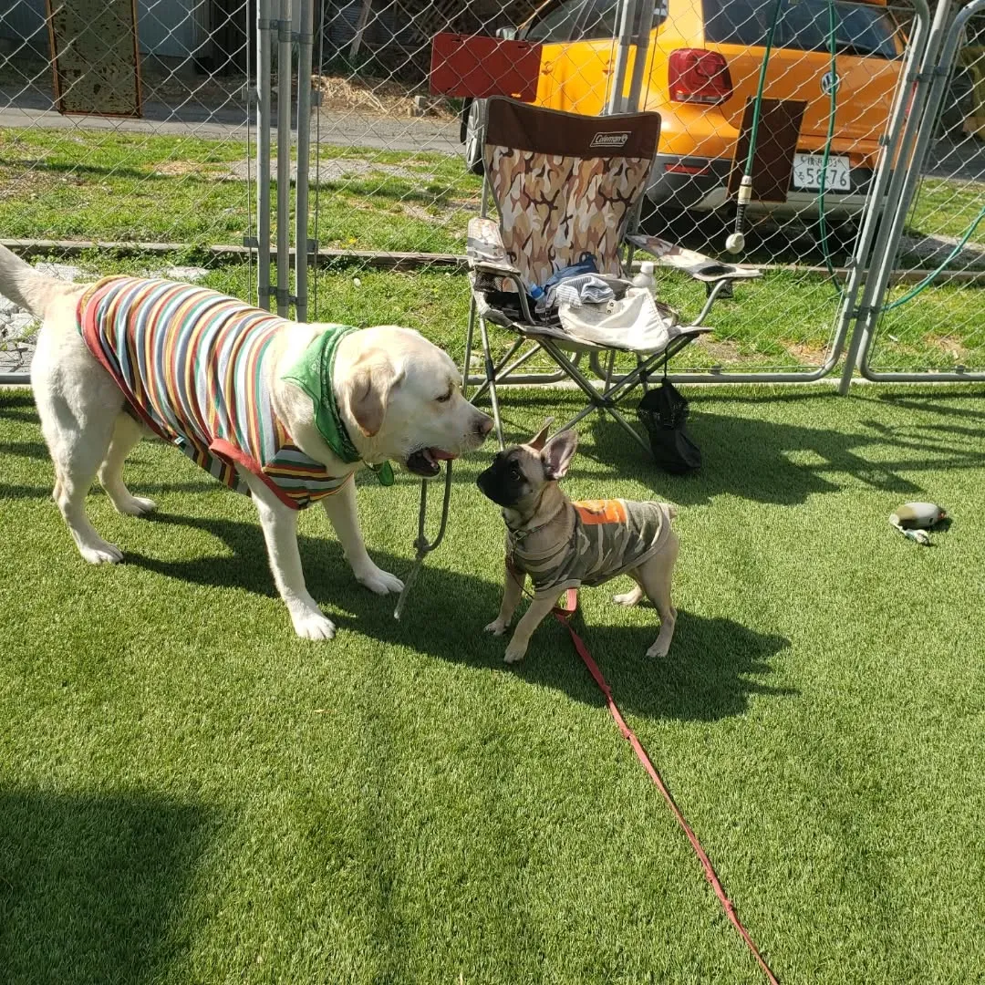 パピーレッスンに来てくれたフレブルの花ちゃん❤️