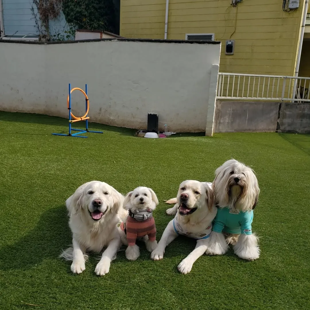 楽しくランで遊んだわんこさん♥️