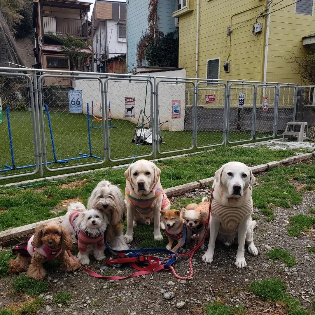 今日雨は止みましたが気温が低くて寒いので軽く一回りだけ歩きま...