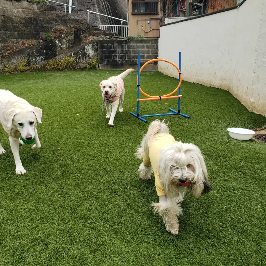 今日雨は止みましたが気温が低くて寒いので軽く一回りだけ歩きま...