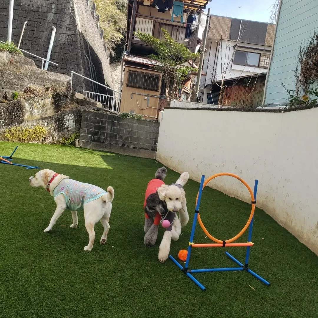 ランで遊ぶわんこさん❤️