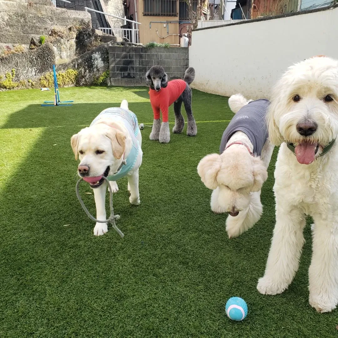 ランで遊ぶわんこさん❤️