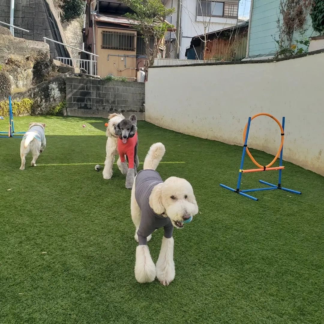 ランで遊ぶわんこさん❤️