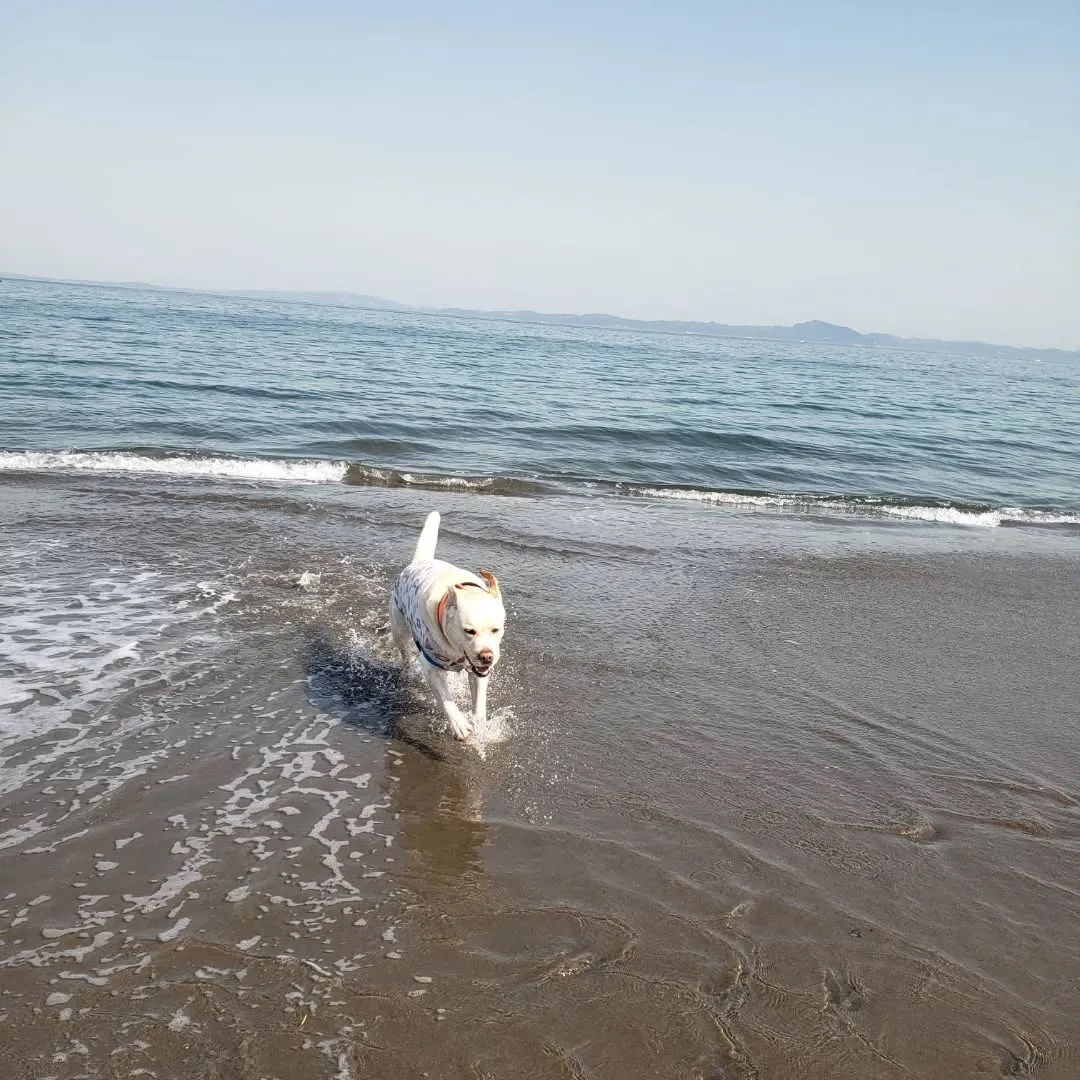 今年初の海岸散歩💓