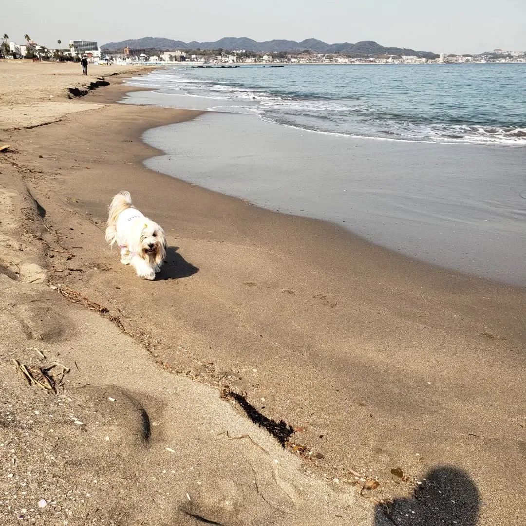 今年初の海岸散歩💓
