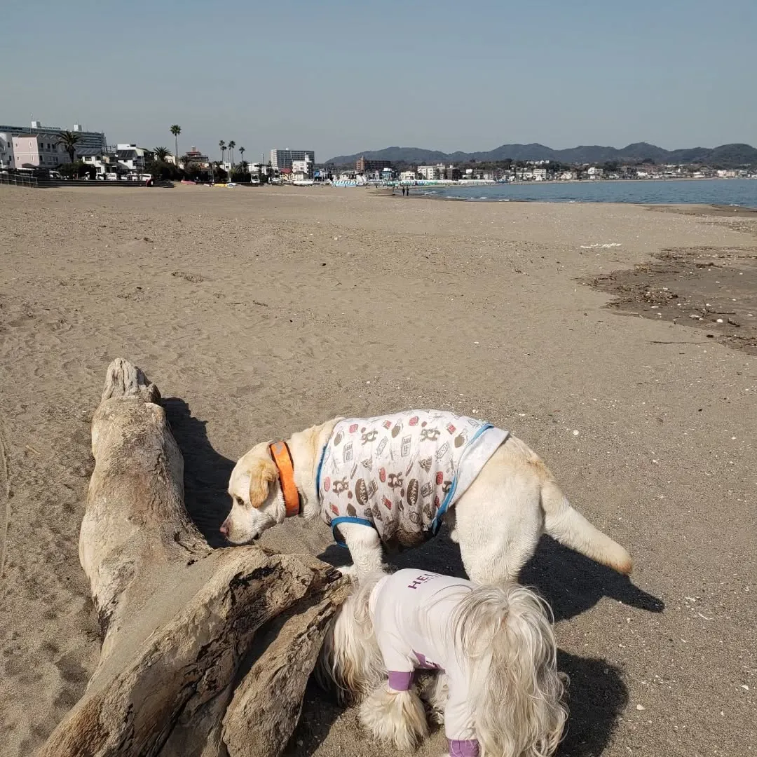 今年初の海岸散歩💓