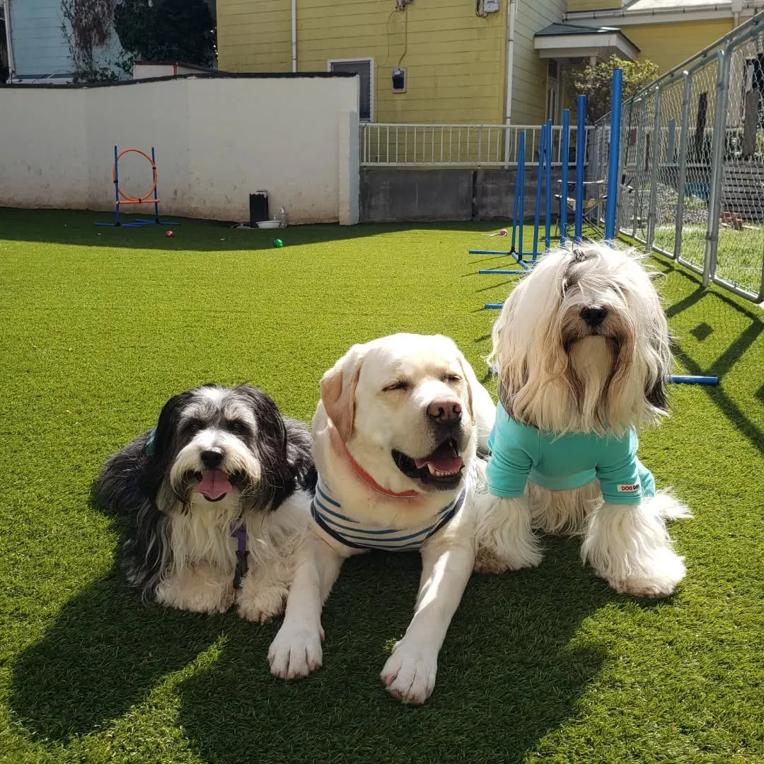 お散歩へ行った後ランで遊ぶわんこさん❤️